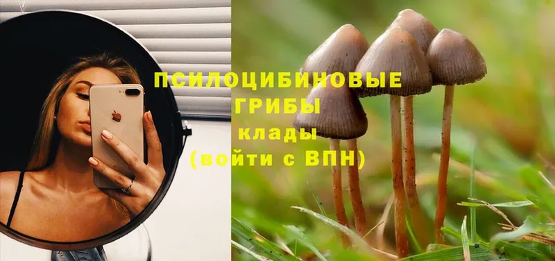 наркошоп  Красноуральск  Псилоцибиновые грибы Psilocybe 